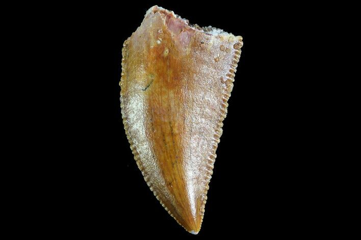 Serrated, Raptor Tooth - Morocco #74403